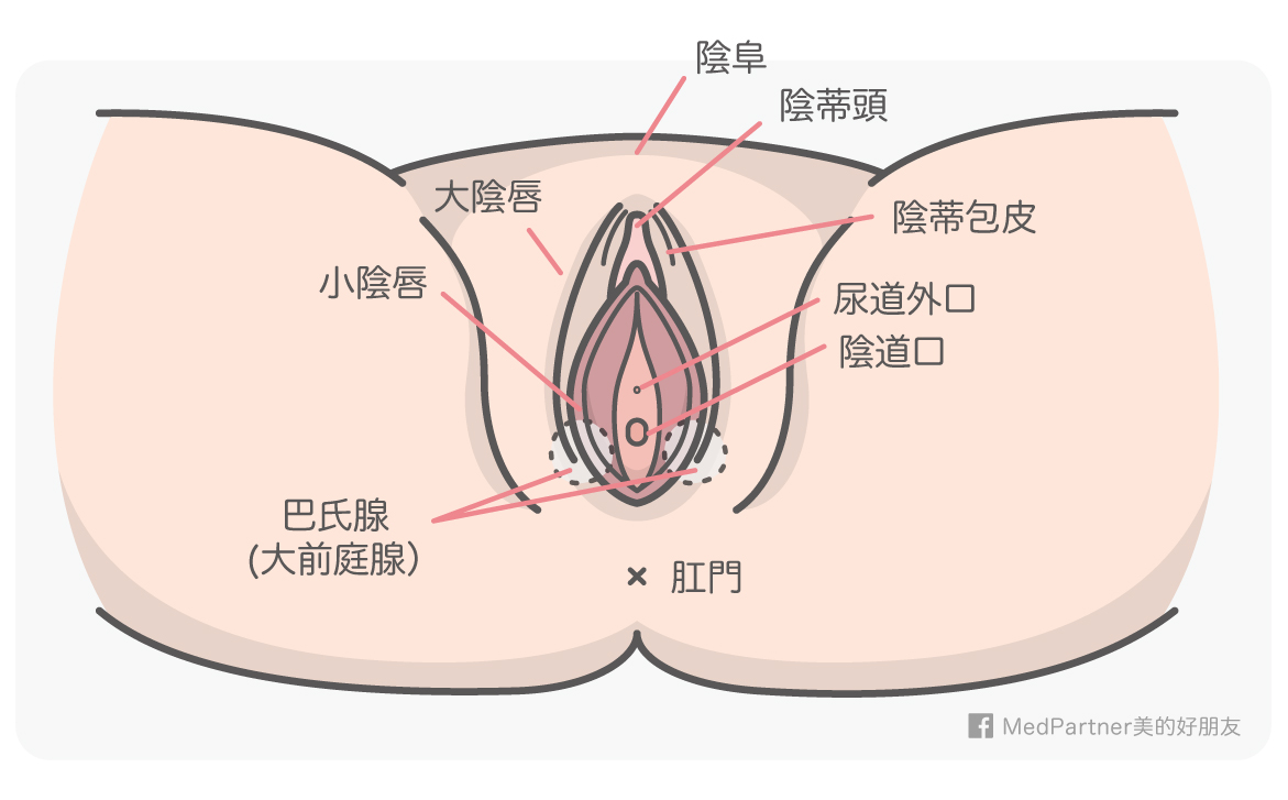 女性 生殖器 構造