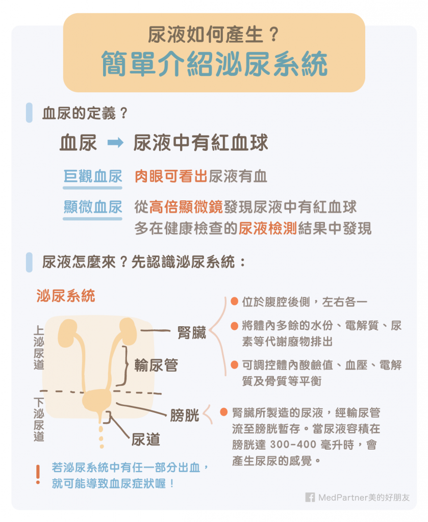 血尿原因有哪些？血尿如何治療與預防？醫師完整解說！ | 美的好朋友